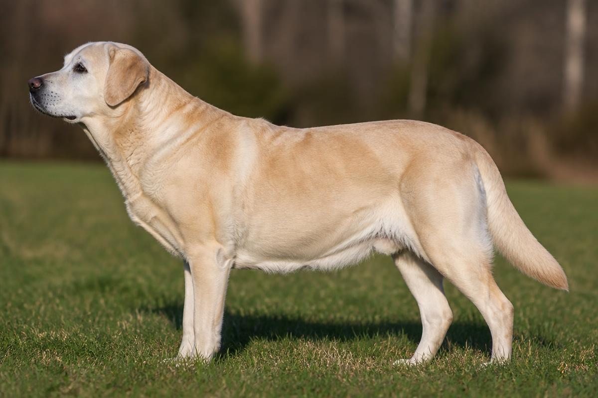 Muscle Loss in Senior Dogs: How to Preserve and Rebuild Muscle Mass
